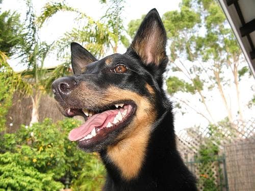 Kelpie dog