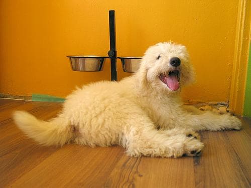 Komondor