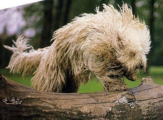 Komondor dog