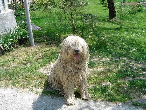 Komondor dog