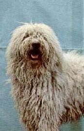 Komondor dog