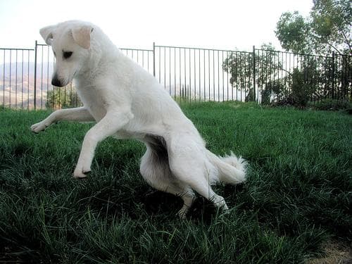 Kuvasz dog