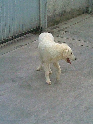 Kuvasz dog