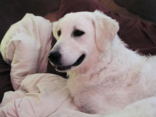 Kuvasz dog