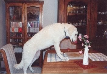 Kuvasz dog