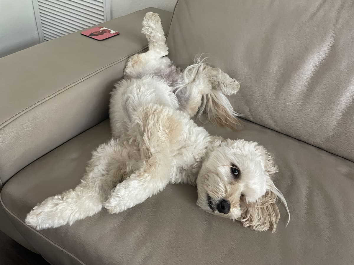 Labradoodle dog