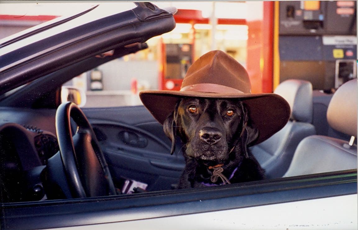 Labrador dog