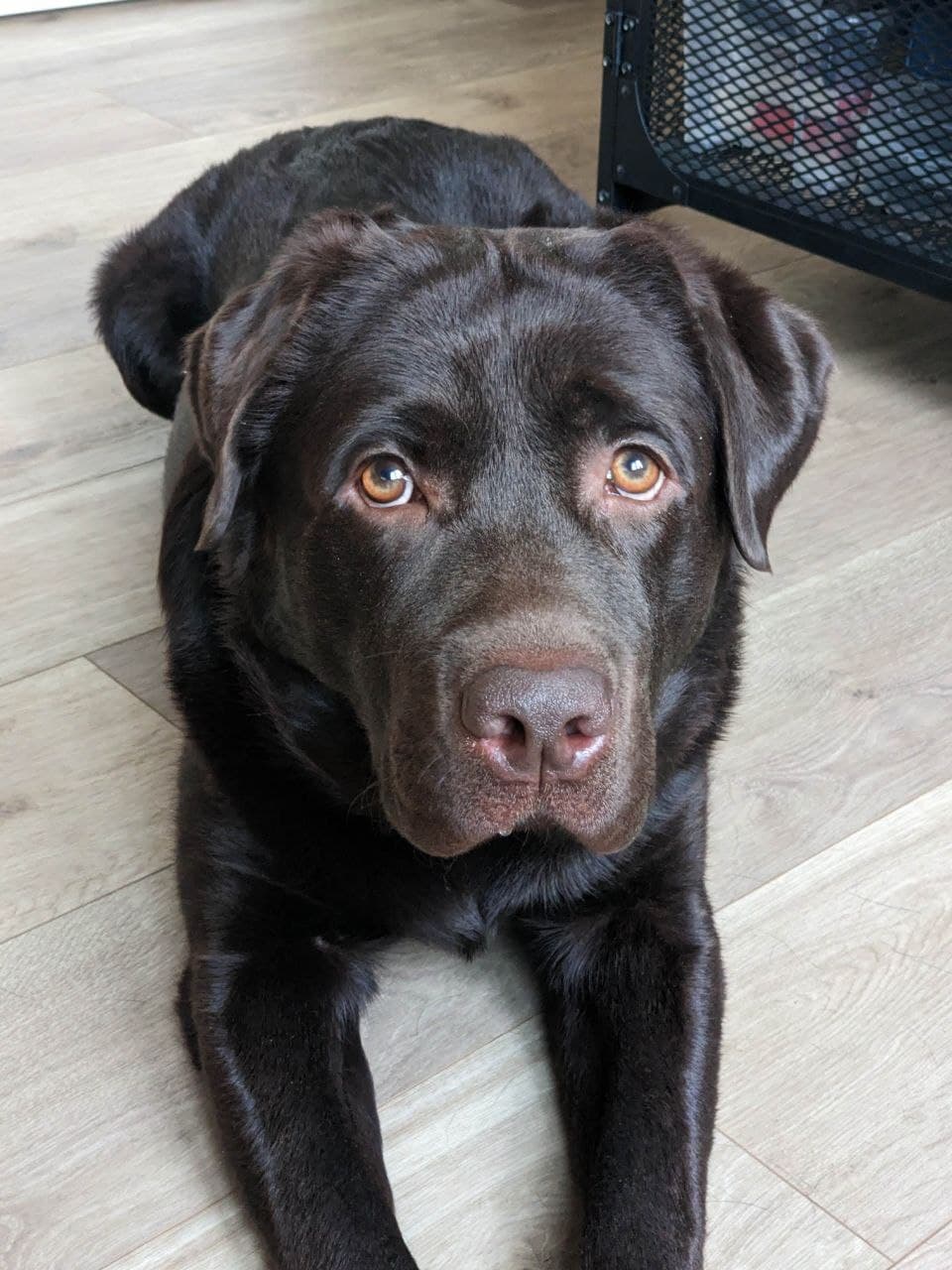 Labrador
