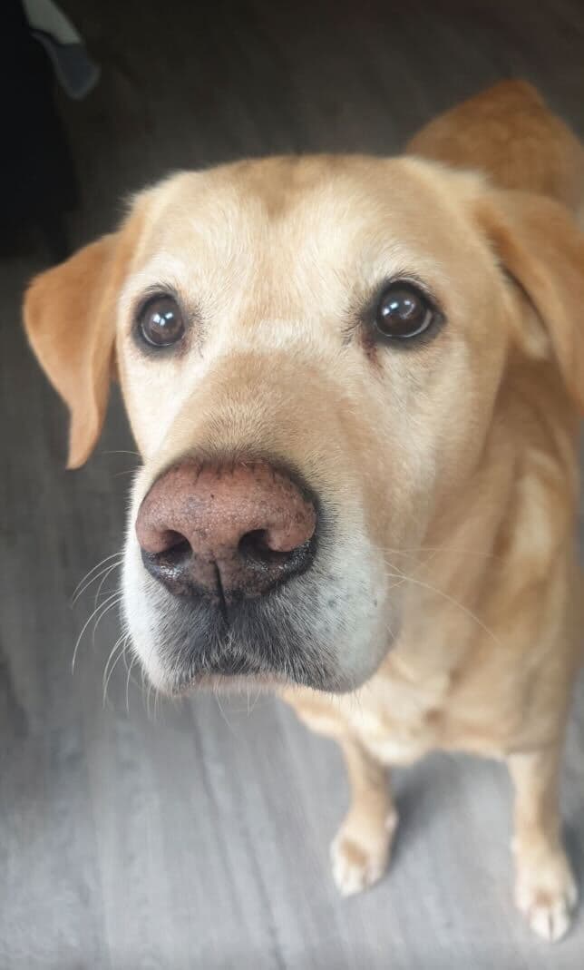 Labrador dog