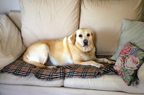 Labrador dog