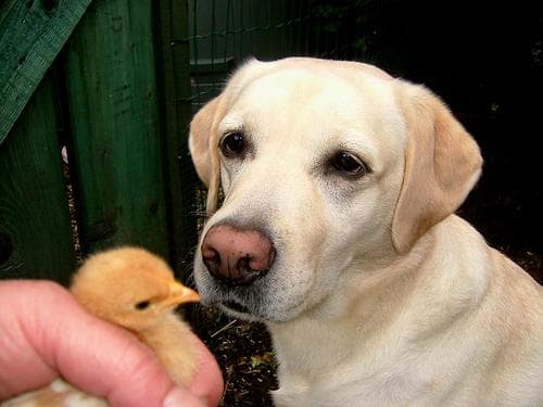Labrador dog looking at camera