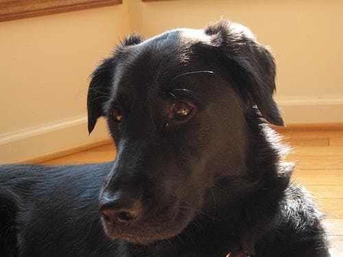 Labrador