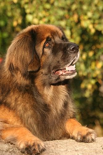 Leonberg dog
