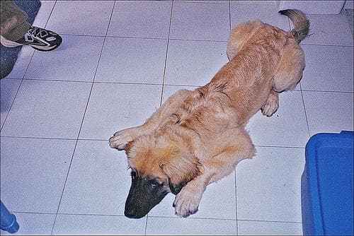 Leonberg