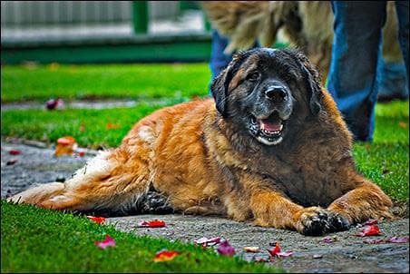 Leonberg dog