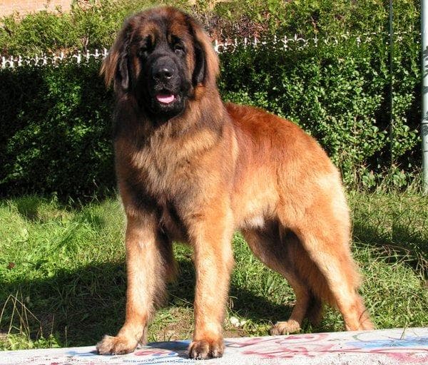 Leonberg dog