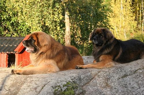 Top 10 Most Popular Dog Breeds in Australia for 2024