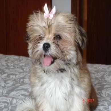Lhasa dog