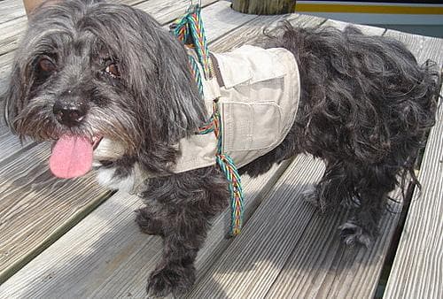 Lhasa dog
