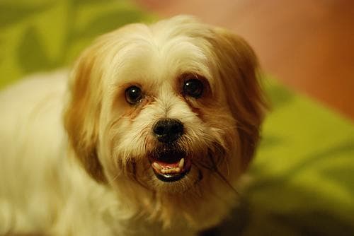 Lhasa dog