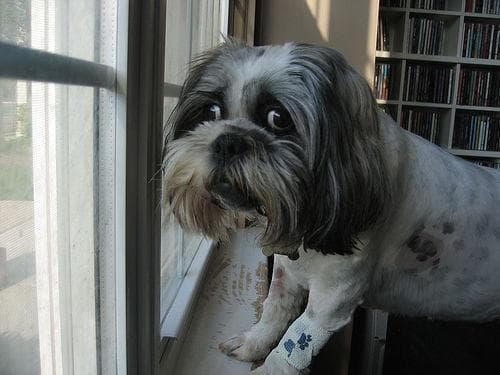 Lhasa