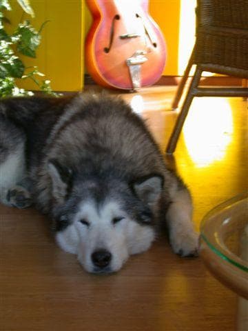 Malamute dog