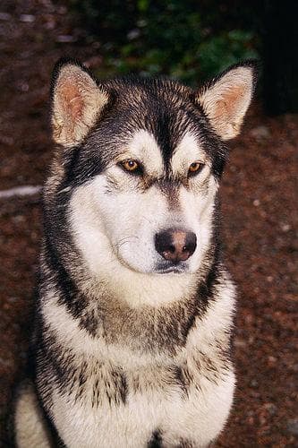 Malamute dog