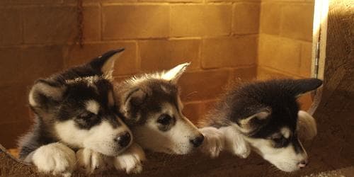 Malamute dog
