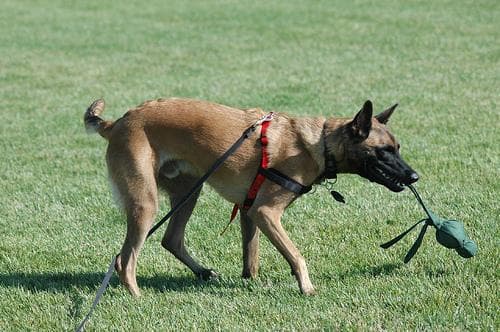 Malinois dog