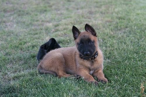 Malinois dog