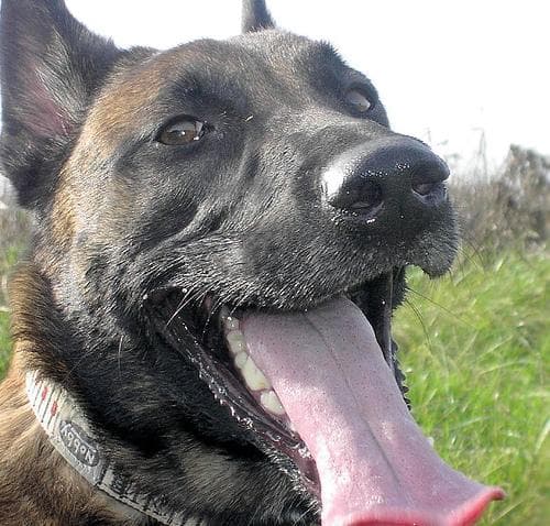 Malinois dog