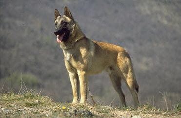 Malinois
