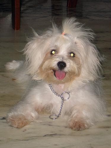 Maltese dog