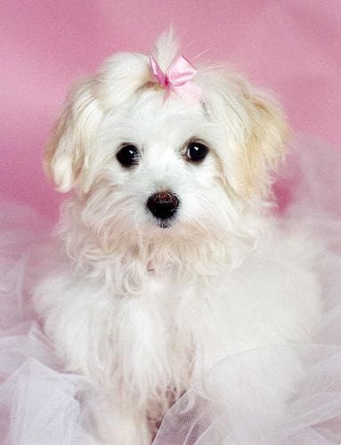 Maltese dog