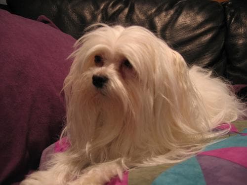 Maltese
