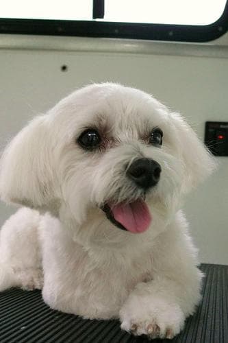 Maltese dog