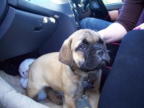 Mastiff Bull dog