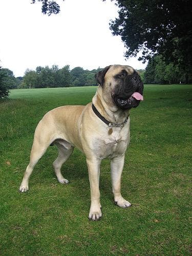 Mastiff dog