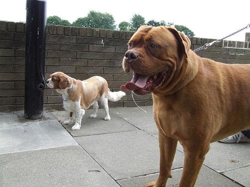Mastiff Bull dog