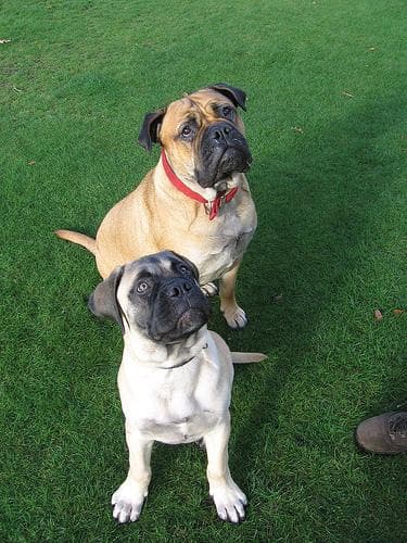 Mastiff
