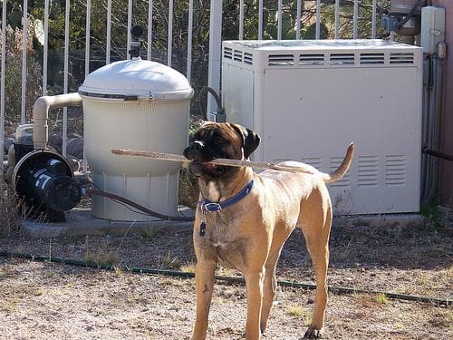Mastiff Bull dog