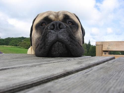 Mastiff dog