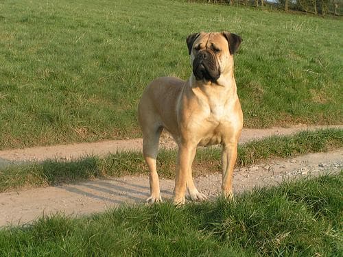 Mastiff dog