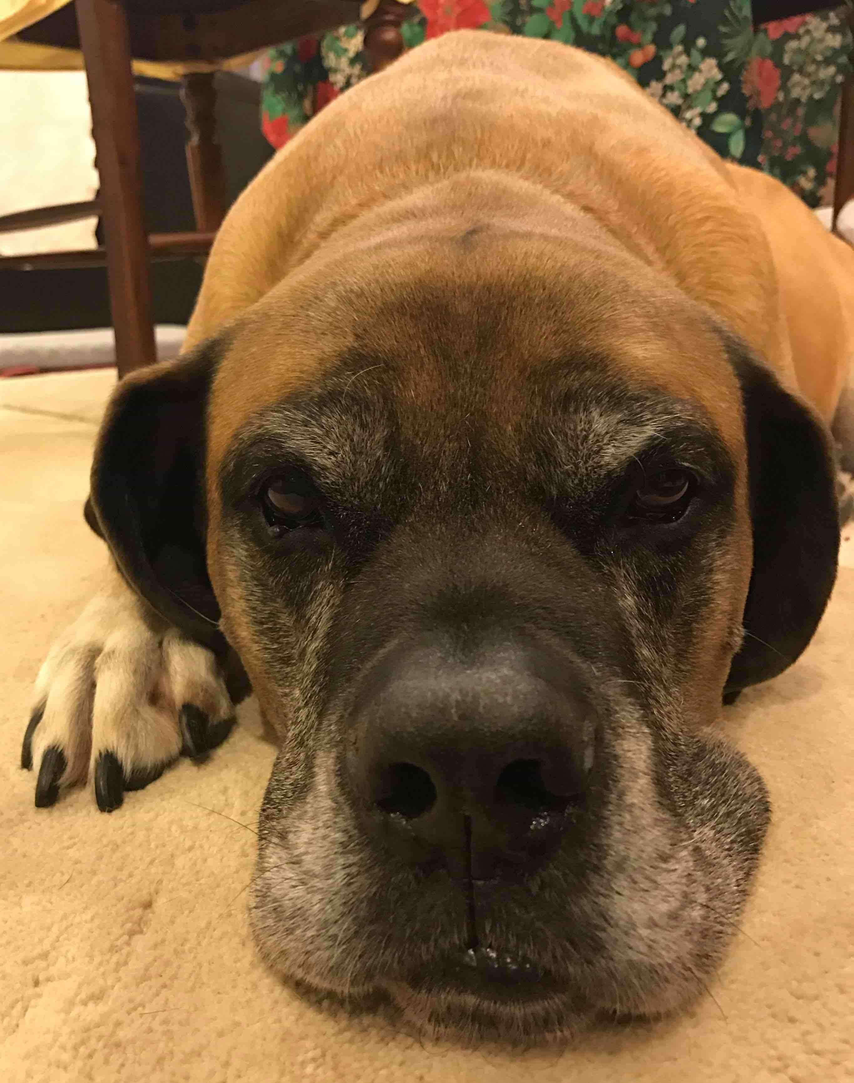 Mastiff English dog