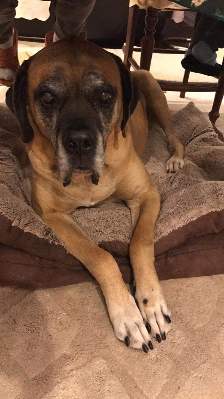 Mastiff English