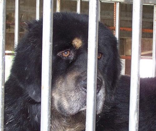 Mastiff Tibetan dog