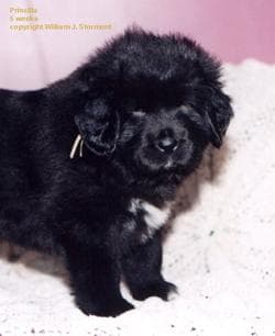 Mastiff Tibetan dog