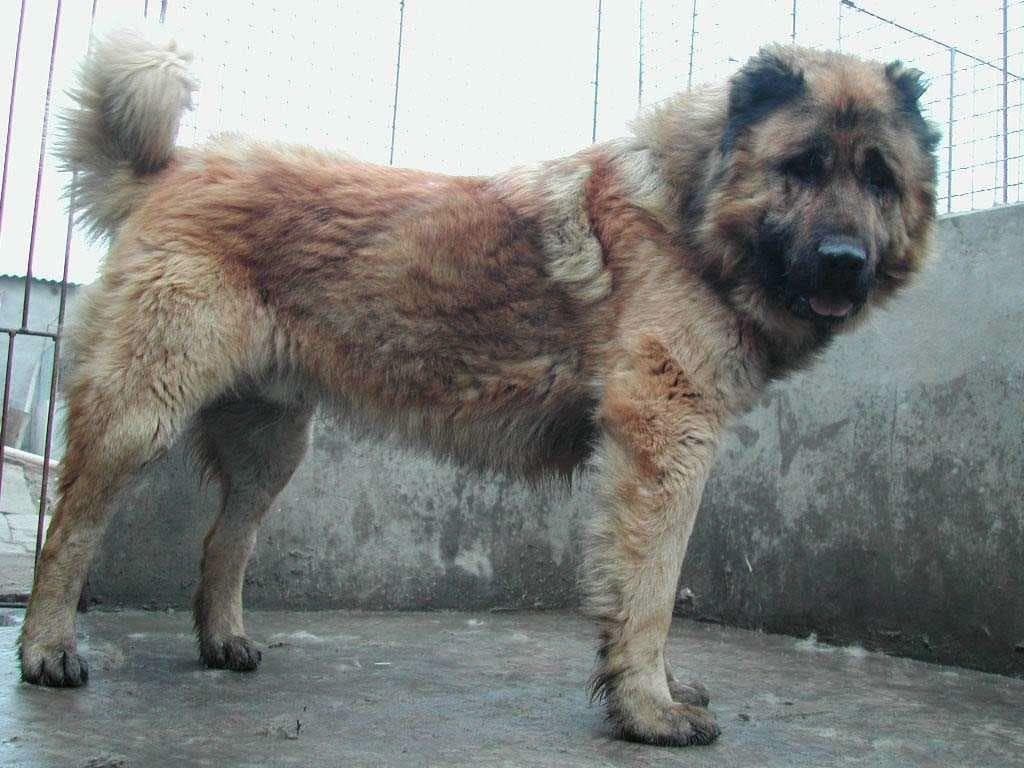 Mastiff Tibetan
