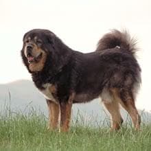 Mastiff Tibetan dog