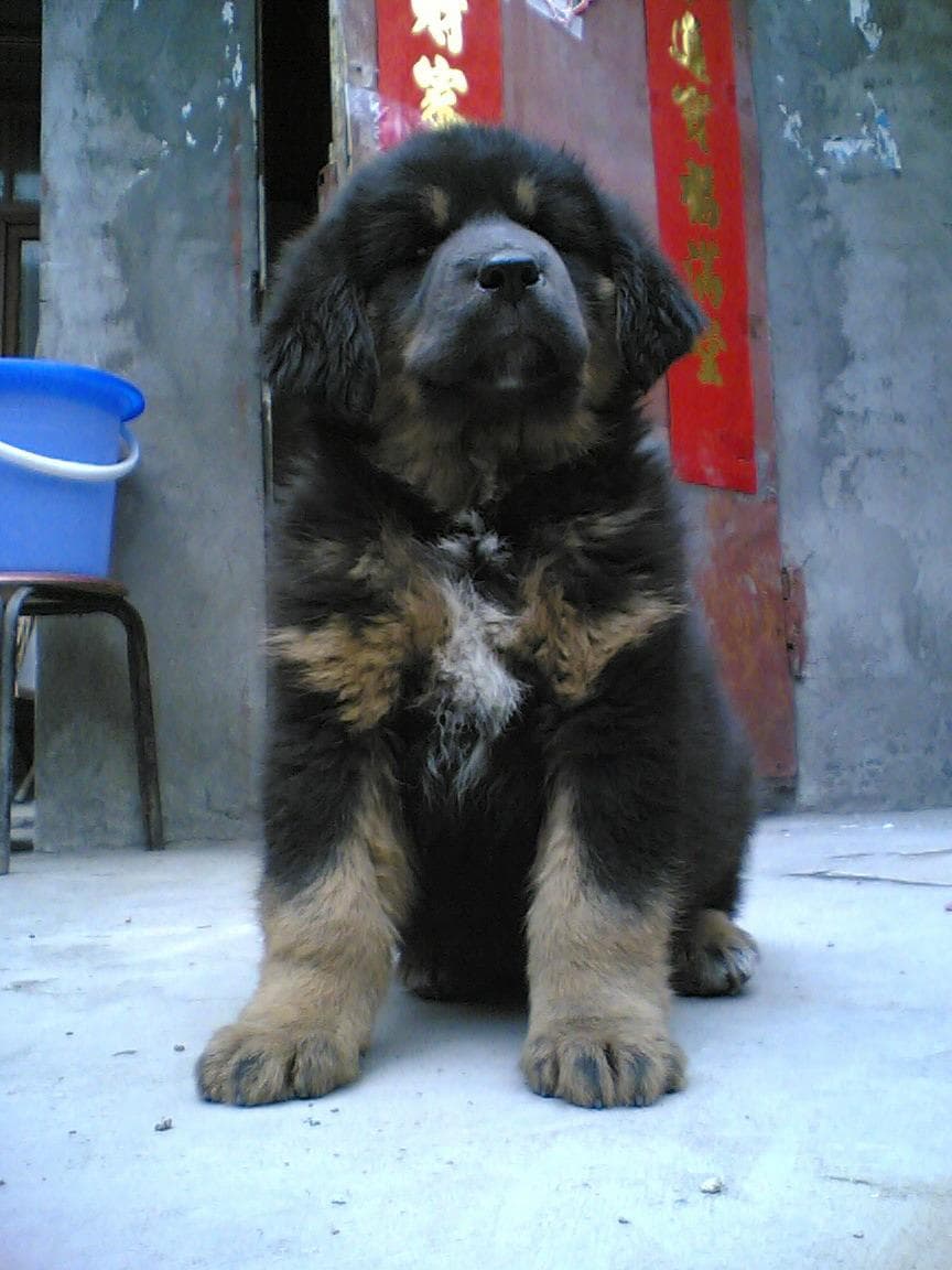 Mastiff Tibetan dog